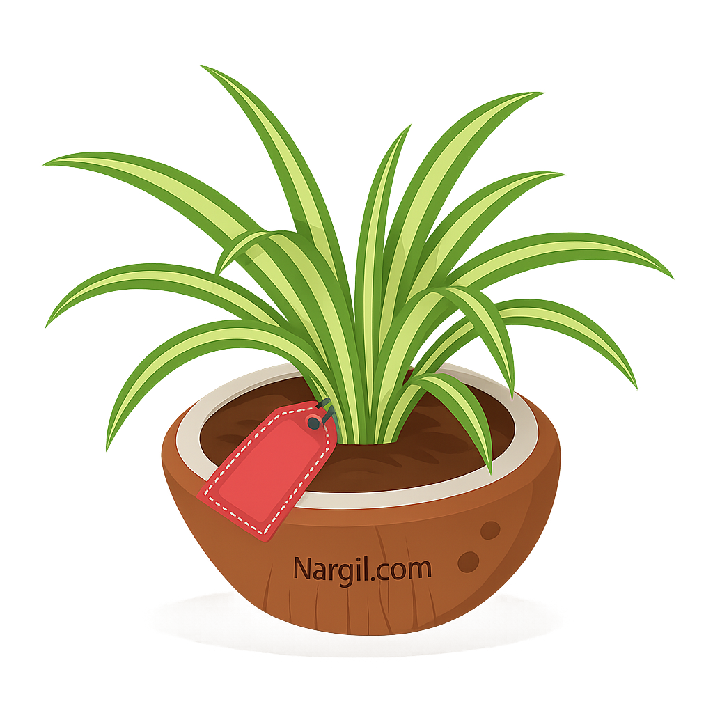  Nargil - Spider Plant